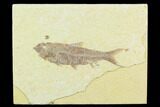 Fossil Fish (Knightia) - Green River Formation #130325-1